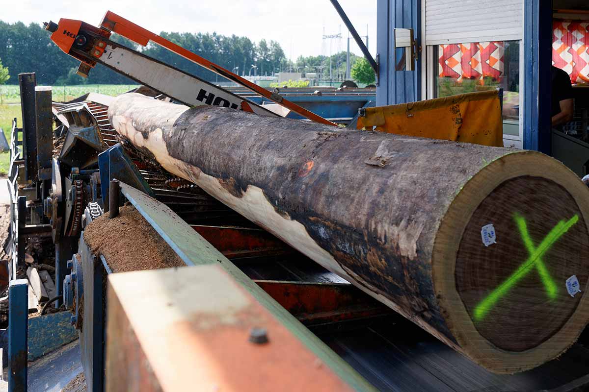 Baumstamm unter der Kettensäge